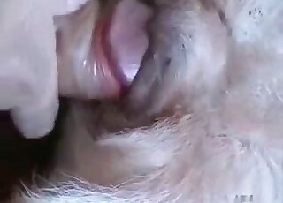 Slowly sticking a huge dick in doggy