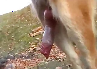 Fucking black dog ass in POV close-up